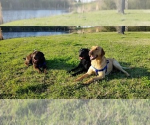 Main photo of Labrador Retriever Dog Breeder near ROCKWALL, TX, USA