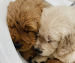 Small #5 Breeder Profile image