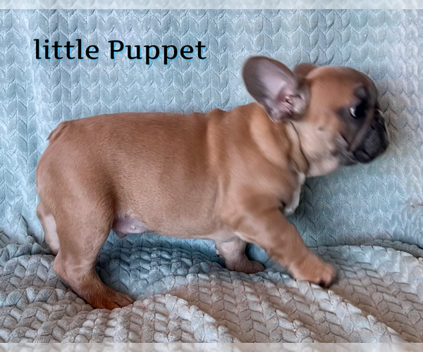 Medium Photo #24  Breeder Profile in PERRIS, CA, USA