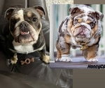 Small breeder photo
