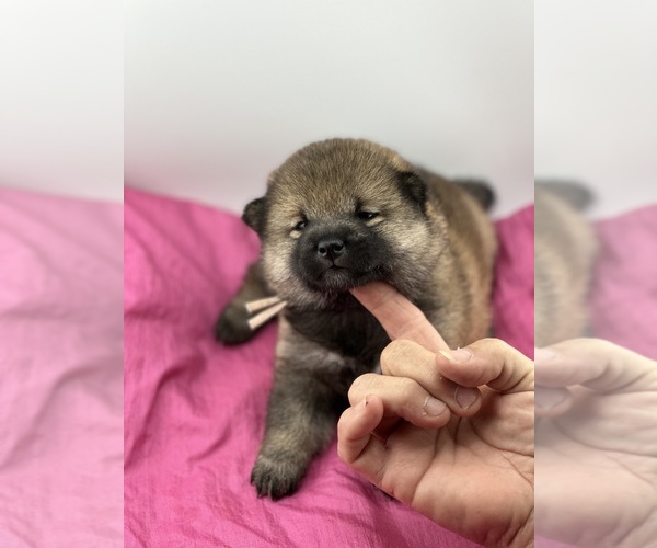 Medium Photo #3  Breeder Profile in WITTMANN, AZ, USA
