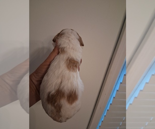 Medium Photo #91  Breeder Profile in GASTONIA, NC, USA