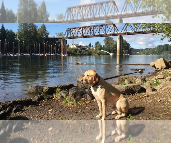 Medium Photo #1  Breeder Profile in WILSONVILLE, OR, USA