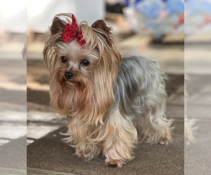 Yorkshire Terrier Dog Breeder near KEITHVILLE, LA, USA
