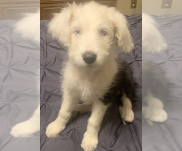 Medium Photo #6  Breeder Profile in BUFFALO, MN, USA