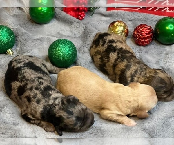 Medium Photo #1  Breeder Profile in BONNE TERRE, MO, USA