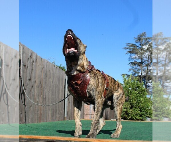 Medium Photo #5  Breeder Profile in OAKLEY, CA, USA