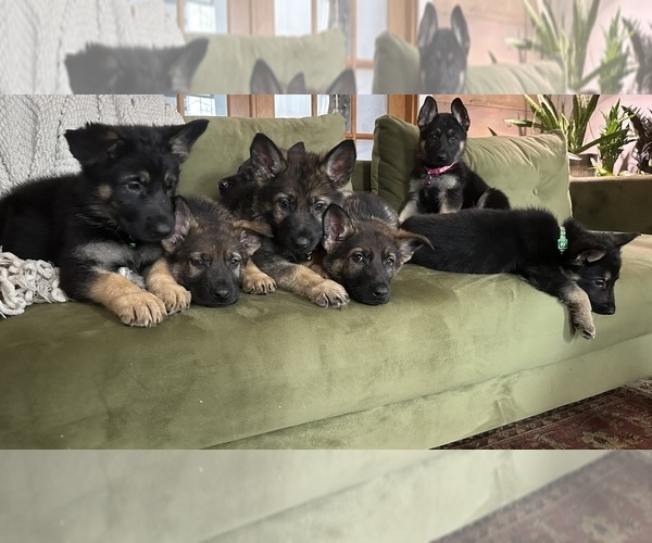 Medium Photo #11  Breeder Profile in PERKINSVILLE, VT, USA