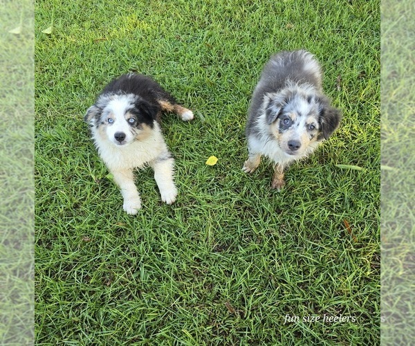 Medium Photo #1  Breeder Profile in LAURINBURG, NC, USA