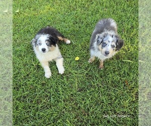 Miniature Australian Shepherd Dog Breeder near LAURINBURG, NC, USA