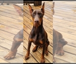 Small #2 Breeder Profile image