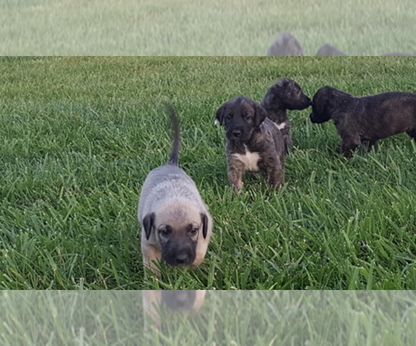 Medium Photo #1  Breeder Profile in MONTGOMERY, IN, USA