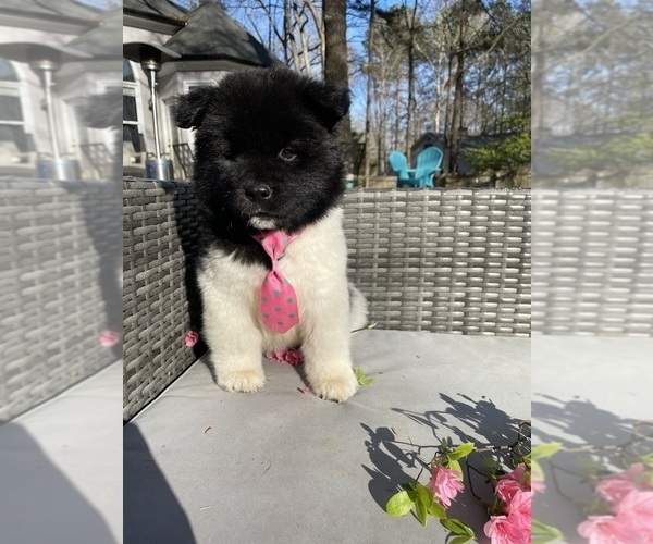 Medium Photo #98  Breeder Profile in MCDONOUGH, GA, USA