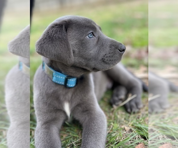 Medium Photo #58  Breeder Profile in NEOLA, WV, USA