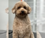 Small #1 Breeder Profile image
