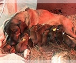 Small #1 Breeder Profile image