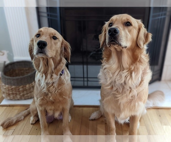 Medium Photo #4  Breeder Profile in SUWANEE, GA, USA