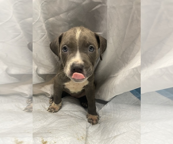 Medium Photo #1  Breeder Profile in SOUTHFIELD, MI, USA
