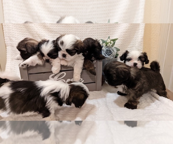 Medium Photo #1  Breeder Profile in ATWATER, CA, USA
