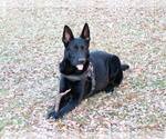 Small #1 Breeder Profile image