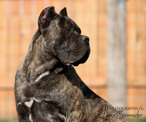 Cane Corso Dog Breeder near MELROSE, FL, USA