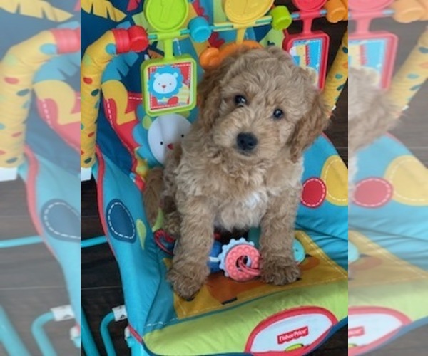 Medium Photo #1  Breeder Profile in AURORA, IL, USA