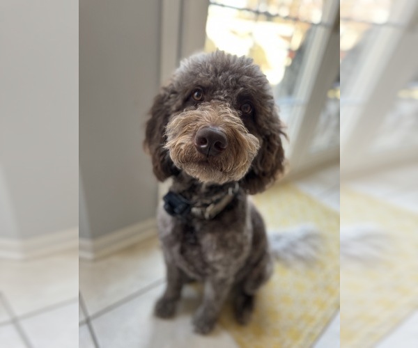 Medium Photo #8  Breeder Profile in NEWARK, OH, USA