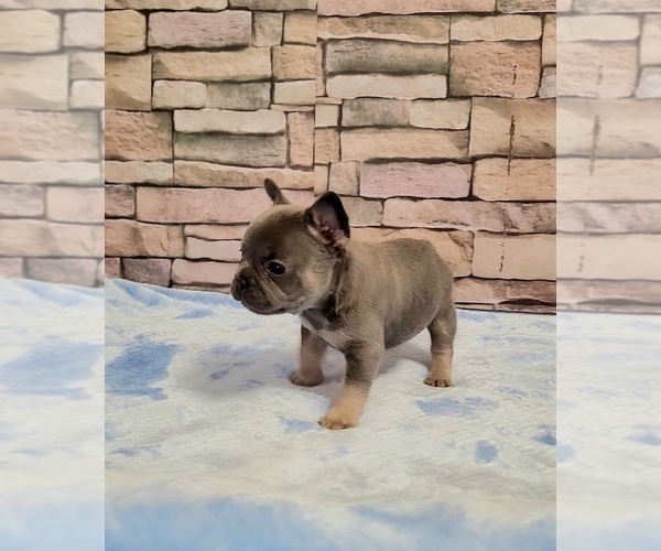 Medium Photo #2  Breeder Profile in LAS VEGAS, NV, USA