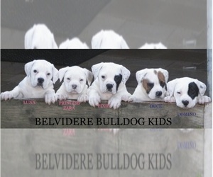 American Bulldog Dog Breeder near BELVIDERE, TN, USA