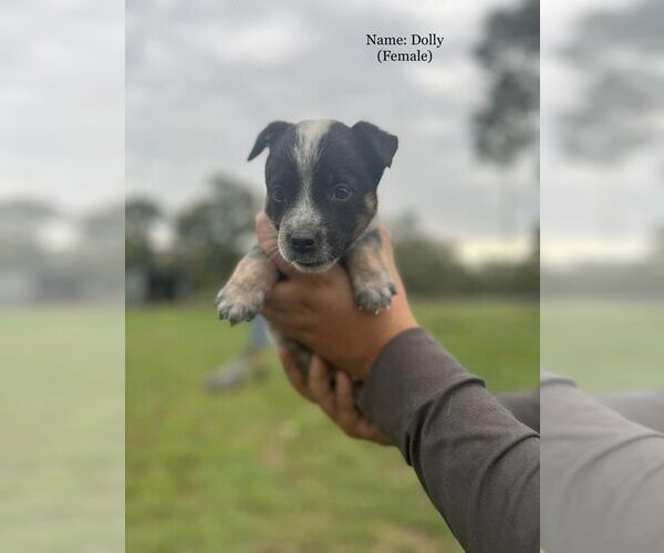 Medium Photo #17  Breeder Profile in BEDIAS, TX, USA