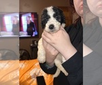 Small #11 Breeder Profile image