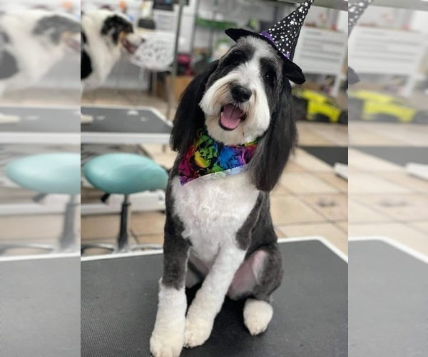 Medium Photo #1  Breeder Profile in INDIAHOMA, OK, USA