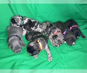 French Bulldog Dog Breeder near ZOLFO SPRINGS, FL, USA