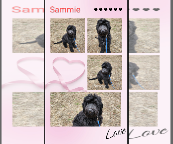 Medium Photo #4  Breeder Profile in TAYLORSVILLE, NC, USA