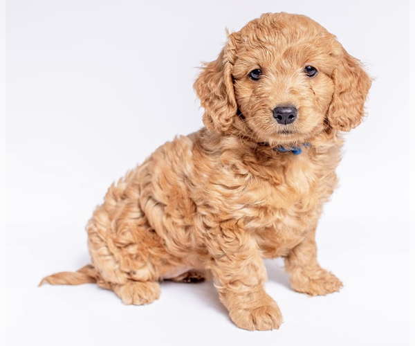 Medium Photo #20  Breeder Profile in HALTOM CITY, TX, USA