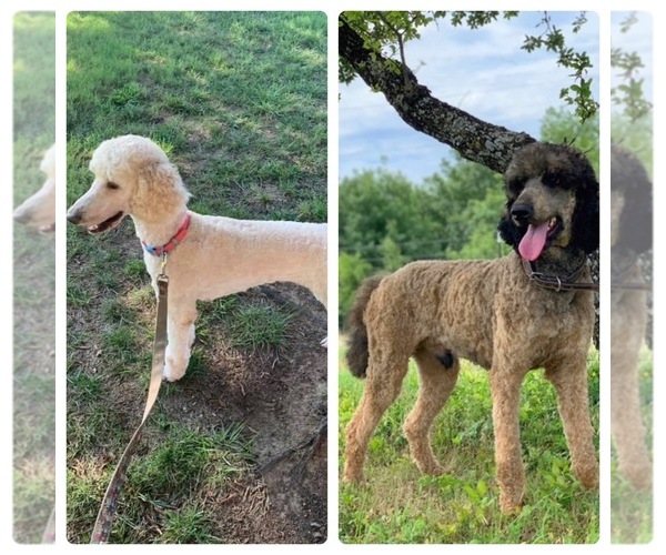 Medium Photo #1  Breeder Profile in BROKEN ARROW, OK, USA