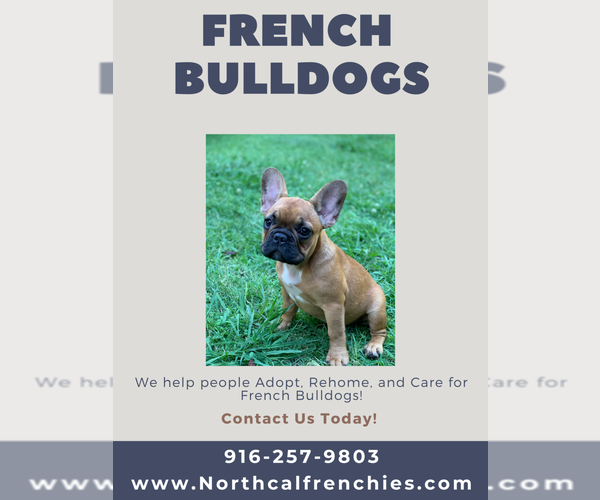 Medium Photo #7  Breeder Profile in SACRAMENTO, CA, USA