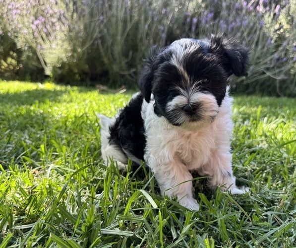 Medium Photo #6  Breeder Profile in BRISBANE, CA, USA