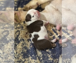 Bulldog Dog Breeder in PARAMOUNT,  USA