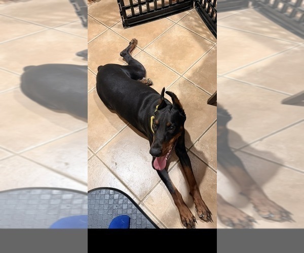 Medium Photo #9  Breeder Profile in ROCKWALL, TX, USA