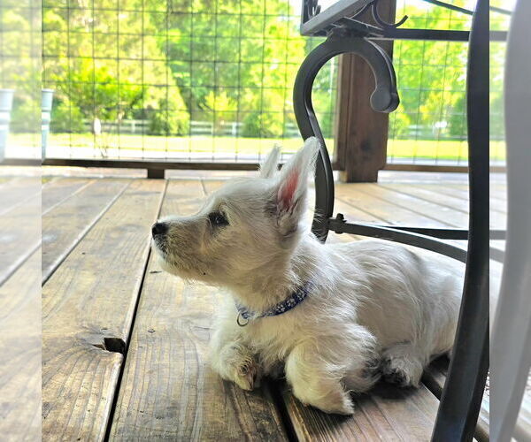 Medium Photo #9  Breeder Profile in TALLASSEE, AL, USA