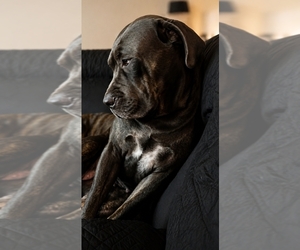 Cane Corso Dog Breeder near HENDERSON, NV, USA