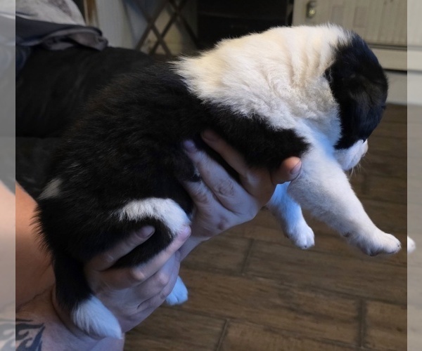 Medium Photo #11  Breeder Profile in STERLING, IL, USA