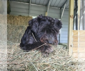 Schnauzer (Miniature) Dog Breeder near ELGIN, IA, USA