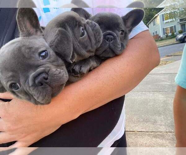 Medium Photo #5  Breeder Profile in EVERETT, WA, USA