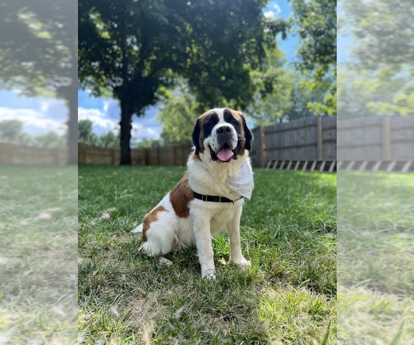 Medium Photo #1  Breeder Profile in ARLINGTON, IN, USA