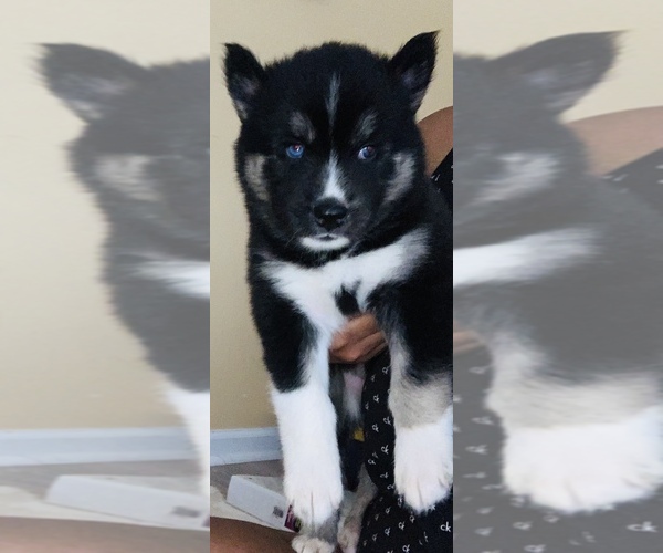 Medium Photo #1  Breeder Profile in SNELLVILLE, GA, USA