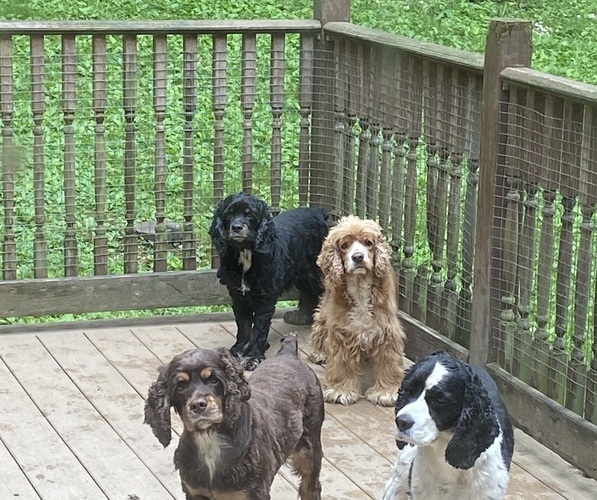 Medium Photo #2  Breeder Profile in BLOOMSBURG, PA, USA