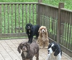 Small #1 Breeder Profile image