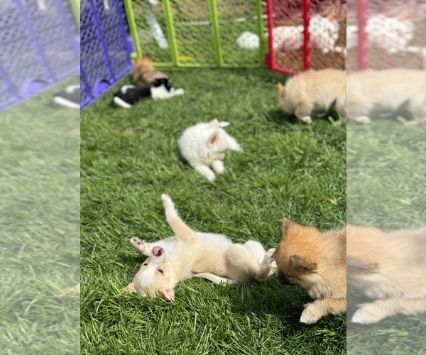 Medium Photo #1  Breeder Profile in SYRACUSE, NY, USA